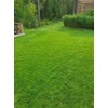 Creeping Red Fescue Lawn Grass Seeds, 1 Pound