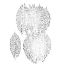 Daichi Farm DO051494-011 Dried Flowers, Mini Skeleton Leaf Large, Shiro, Approx. L 2.8 - 3.5 inches (7 - 9 cm), 40 Sheets