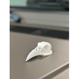 Raven Bird Skull Desert Style for Almost Any CAR - Hood, Trunk Or Roof Decor, Magnetic - Ornament Hood Skeleton Skull Ram