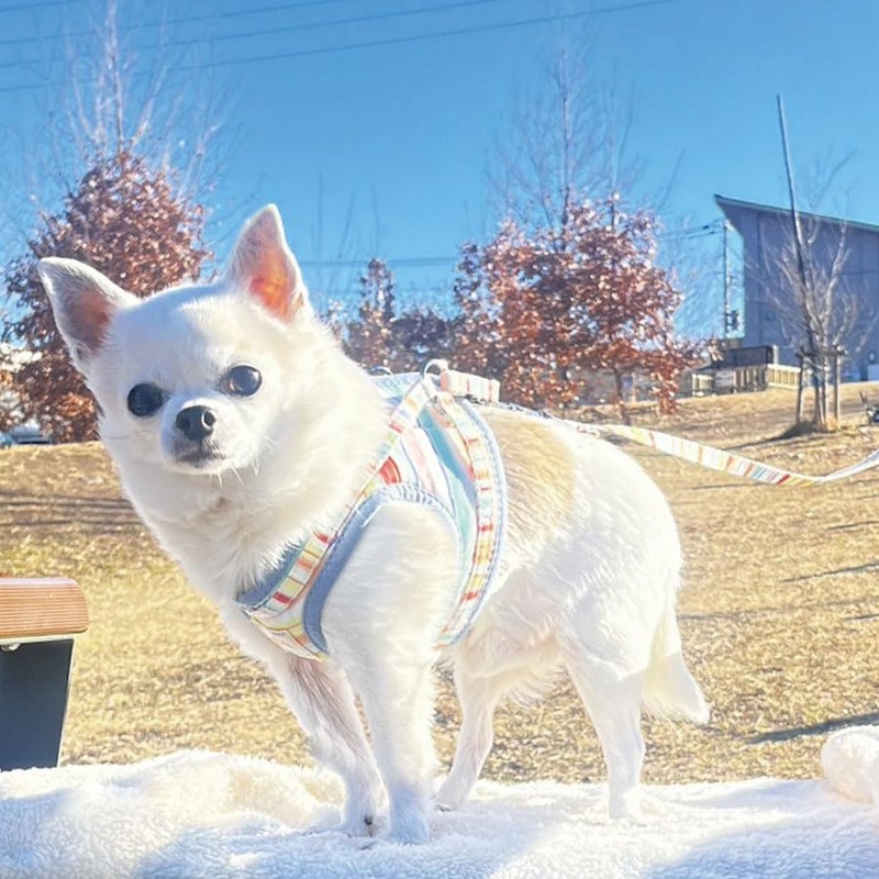 Rainbow Wear Harness | Dog Harness, For Walking, Dog Harness,