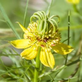 Love in a Mist Seeds - Transformer - 1 Ounce - Yellow Flower Seeds, Heirloom Seed, Open Pollinated Seed Attracts Bees, Attracts Butterflies, Attracts Pollinators, Easy to Grow & Maintain, Container