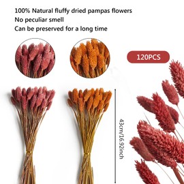 120pcs Fall Burnt Orange Bunny Tails Dried Flowers,17" Dried Natural Bunny Tails Fluffy Orange Pampas Grass Decor Lagurus Ovatus Boho Flower Arrangements for Fall Home Decor Wedding
