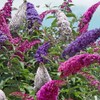 SeedsUP - 1000+ Seeds Butterfly Bush Giant (Buddleja davidii) -