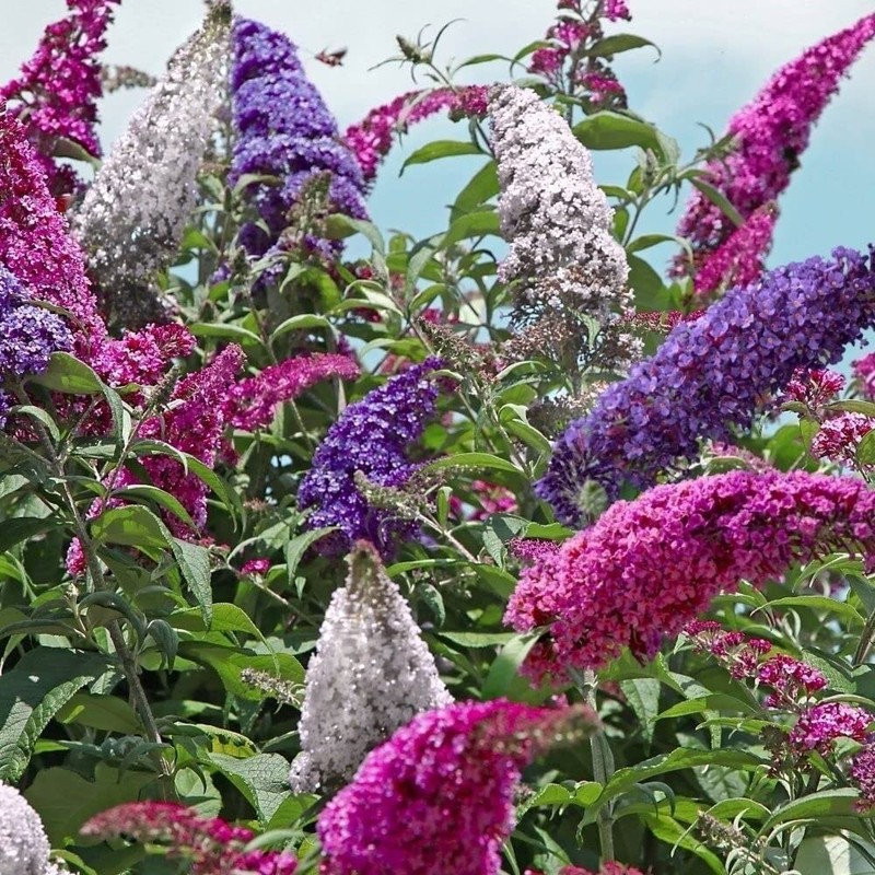 SeedsUP - 1000+ Seeds Butterfly Bush Giant (Buddleja davidii) -