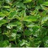Palm Beach Medicinal Herbs - Stinging Nettle (Urtica dioica) -
