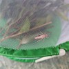 Cylindrical Butterfly and Insect Observation Cage Transparent Mesh Habitat Cage