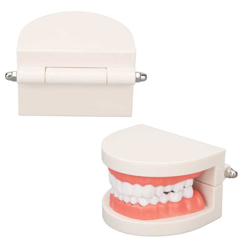 Dental Disease Caries Teeth Model Resin Simulation Teaching Prop Dental