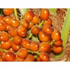 10 Seeds of Mediterranean Fan Palm Tree | European Fan
