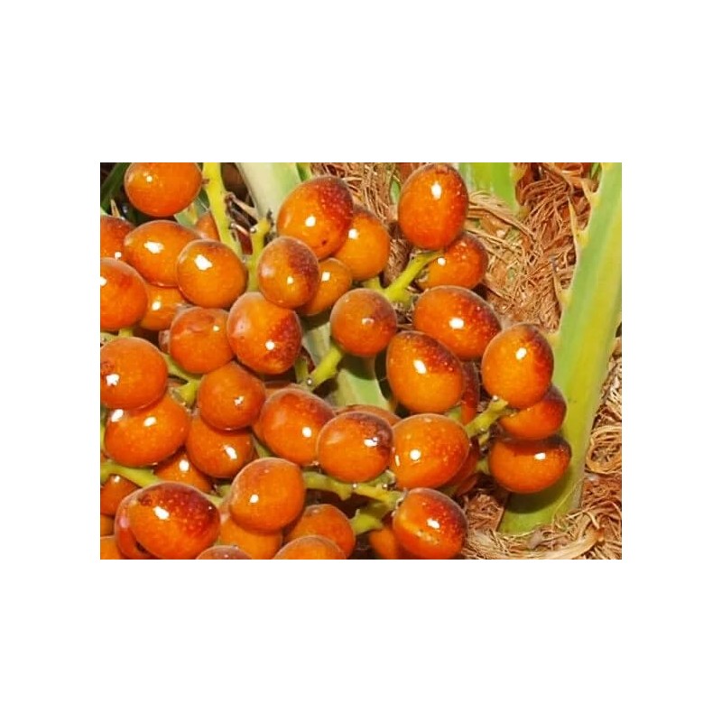 10 Seeds of Mediterranean Fan Palm Tree | European Fan