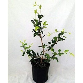 Live Plant - Malpighia Punicfolia Barbados Cherry Plant Acerola Indoors Outdoor 6" Pot