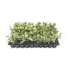 Ligustrum Japonicum Jack Frost Privet - 3 Live Plants -