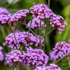 Outsidepride Purpletop Verbena Seeds for Planting - 5000 Pcs. Annual,