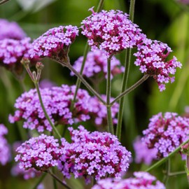 Outsidepride Purpletop Verbena Seeds for Planting - 5000 Pcs. Annual, Drought Tolerant & Easy to Grow, Ground Cover with Fragrant & Vibrant Blooms for Containers, Borders & Pollinator Gardens
