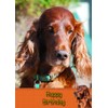 Irish Red Setter Dog Birthday Card