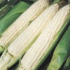 50 Silver Queen Sweet Corn Seeds for Planting Heirloom Non