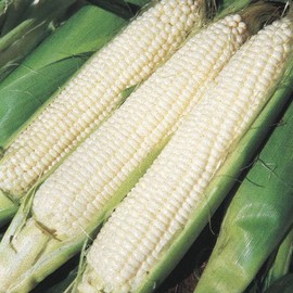 50 Silver Queen Sweet Corn Seeds for Planting Heirloom Non GMO 1/2 oz Garden Vegetable Bulk Survival