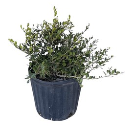 Dwarf Yaupon Holly - 1-Gallon Potted Plant - Ilex Vomitoria 'Schillings' - Vibrant, Evergreen Dwarf Landscaping Shrub - Cannot Ship to CA