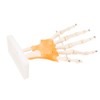 Human Hand Model Hand Joint Display Model for Patient Training