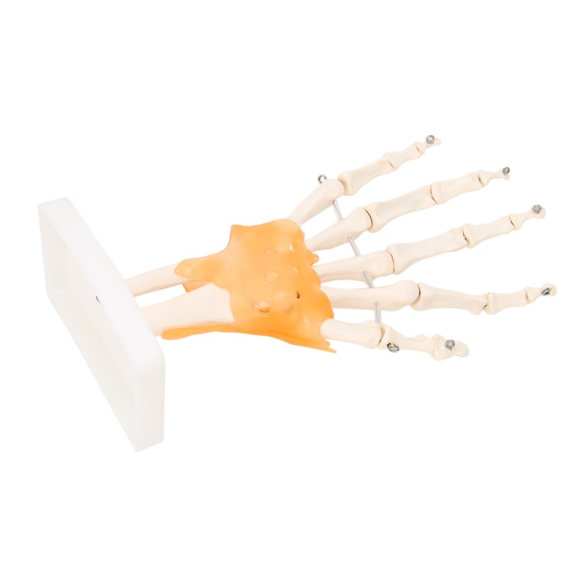 Human Hand Model Hand Joint Display Model for Patient Training