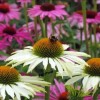 Fairy7Seas Echinacea Seeds - Echinacea Purpurea- Coneflower, Lustre Hybr. Mix
