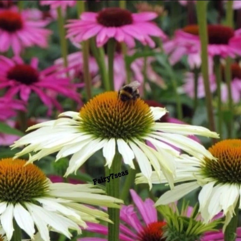 Fairy7Seas Echinacea Seeds - Echinacea Purpurea- Coneflower, Lustre Hybr. Mix