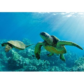 Painting Wallpaper Poster (Removable Self-stick) Sea Turtle Chelonia Mydas Hawaii Turtle Turtle Sea Character Black TTL – 002 a2 (A2 edition 594 mm × 420 mm) For Architectural Wallpaper + Weather Resistant Paint