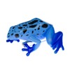 Miniblings Poisoned Frog Brooch Pin Badge Button Rainforest Blue