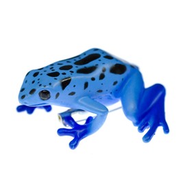Miniblings Poisoned Frog Brooch Pin Badge Button Rainforest Blue