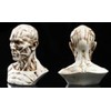 VOANZO Resin Human Model Anatomy Skull Head Muscle Bone Medical