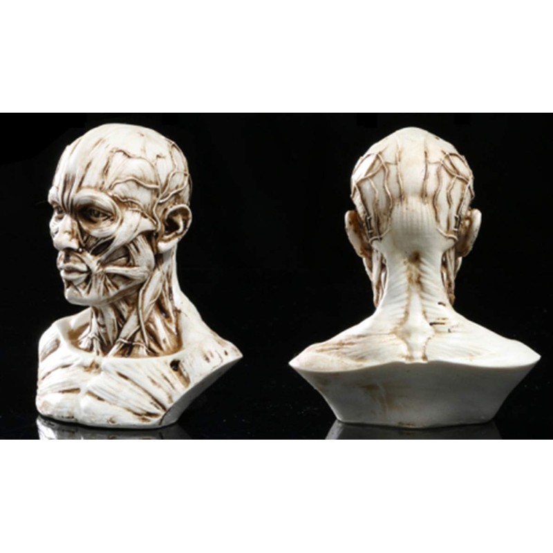 VOANZO Resin Human Model Anatomy Skull Head Muscle Bone Medical