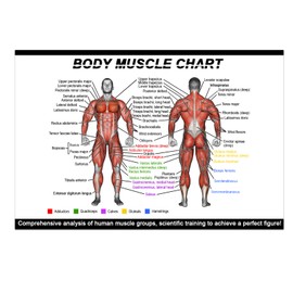 Body Muscle Anatomy Poster - (12"x8"/30x20cm) - Anterior & Posterior Muscle Groups Chart - Ideal for Home Gyms & Fitness Training