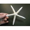 Florida Shells and Gifts 6 Large White Pencil (Finger) Starfish