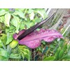 35 seeds Dragon lily arum flower voodoo amorphophallus bulb tuber