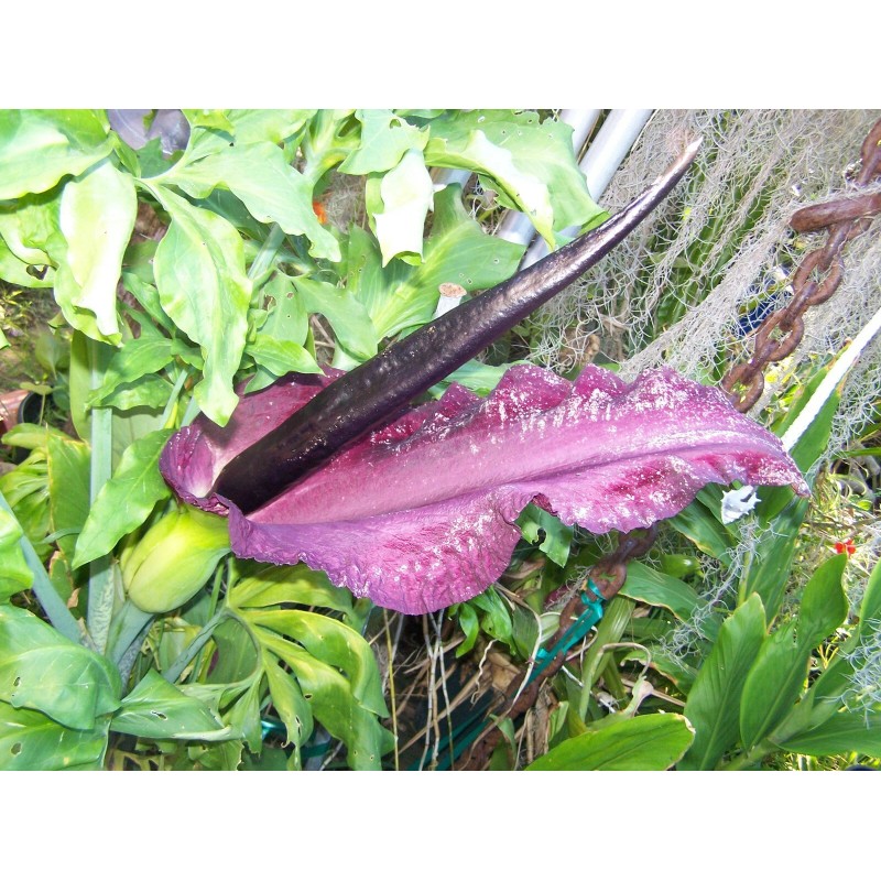 35 seeds Dragon lily arum flower voodoo amorphophallus bulb tuber