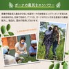 JUJUBODY モリンガ茶 無添加 モリンガ100％ 無農薬 未焙煎 ノンカフェイン モリンガティー ガーナ産【奇跡のモリンガ著者監修】 (12パック)