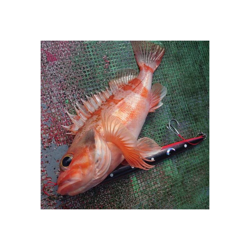 Azzurro Fulvo, 10.6 oz (300 g), Bull Pin