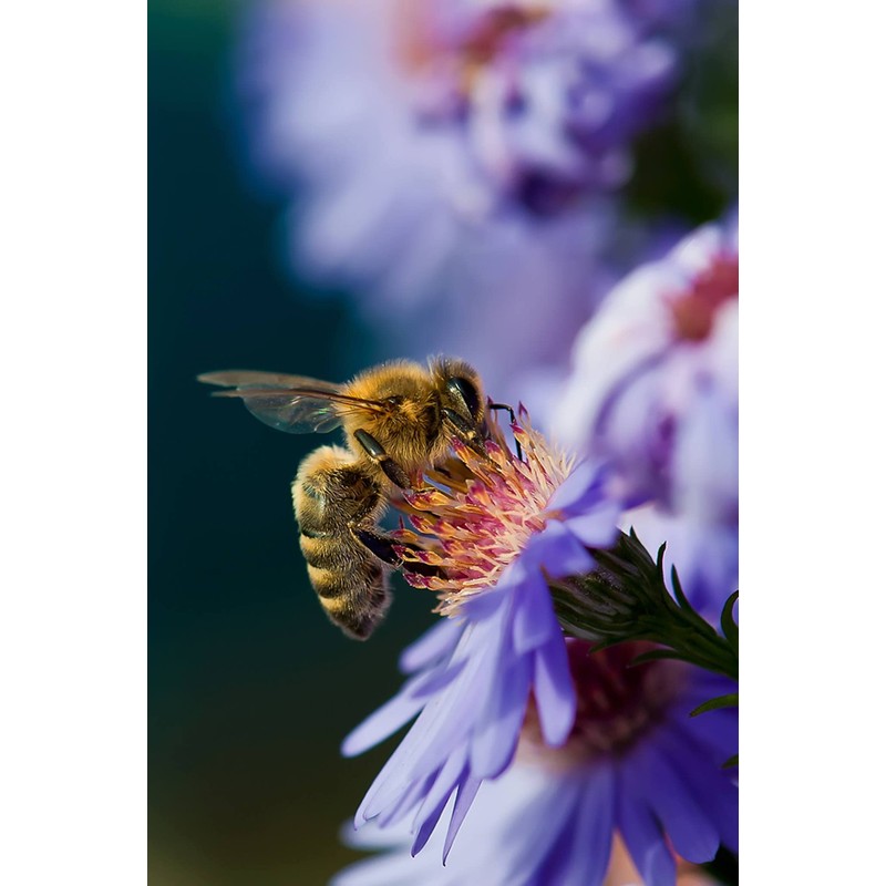 Golden Blossom Honey 24 Oz