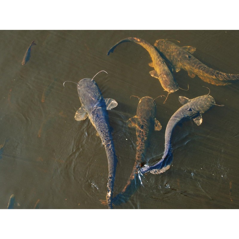 Evergreen Farm and Garden 50 lbs Catfish Food 32% Protein