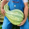 TomorrowSeeds - Green Striped Cushaw Seeds - 60+ Count -