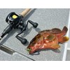 GOMEXUS ST-D Star Drag for Daiwa, 6.4g Ultra-Light Bait Reel,