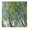 Golden Curls Corkscrew Weeping Willow - Live Plant - Trade