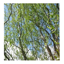 Golden Curls Corkscrew Weeping Willow - Live Plant - Trade Gallon Pot