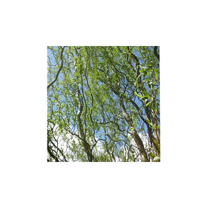 Golden Curls Corkscrew Weeping Willow - Live Plant - Trade