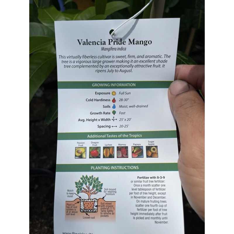 Tree VALENCIA PRIDE MANGO TREE GRAFTED (3-4 Feet Tall)