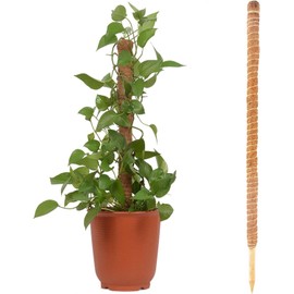 musgo 60 cm alto, postes plantas flexibles para plantas trepadoras, soporte varillas plantas doblables, estacas plantas para plantas interior, soporte plantas cococo, poste musgo Monstera para trepar el crecimiento plantas