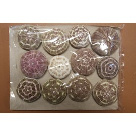 Pack of 72 Alfonso Urchin/Gator Urchins/Craft Supply/Air Plant Holder/Sailor Valentines Art Supply/Tropical Home Accent Decor SS-02