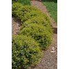 Dwarf Yaupon Holly | 3 Live Gallon Size Plants |