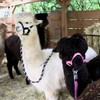PFIFF 103101 Alpaca Halter "Pako", Adjustable Size for Alpacas, with