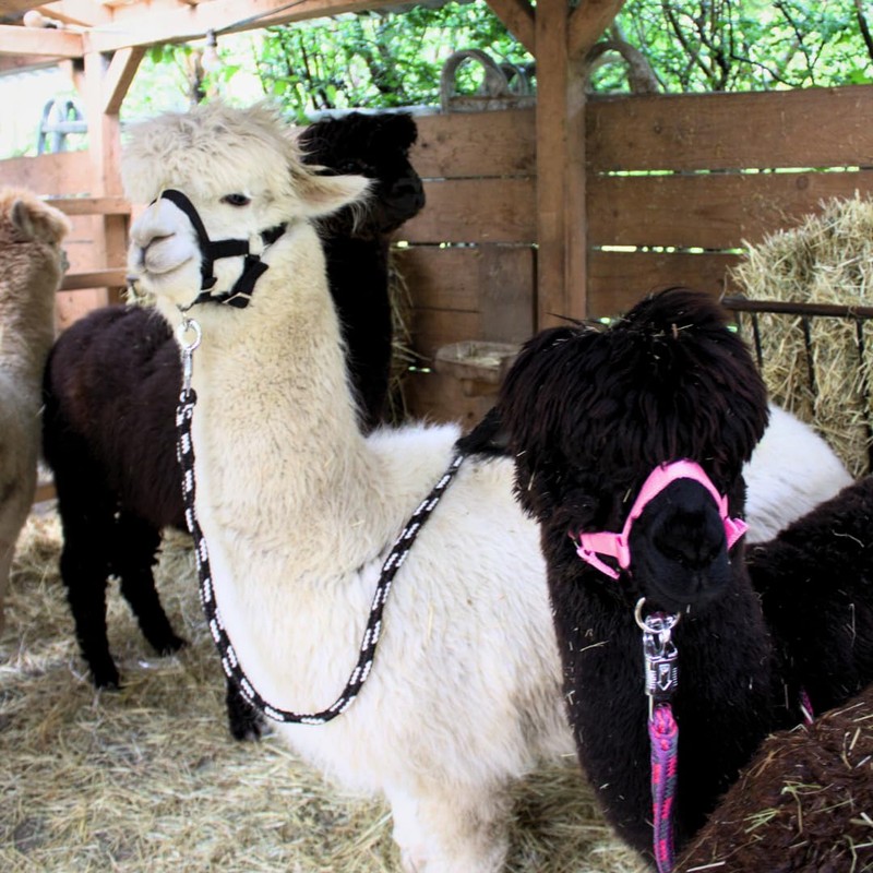PFIFF 103101 Alpaca Halter "Pako", Adjustable Size for Alpacas, with