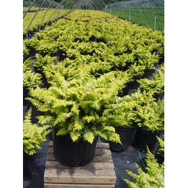 Chamaecyparis obt. 'Fernspray Gold' (False Cypress) Evergreen, gold & green foliage, #2 - Size Container